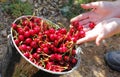 Collecting cherries Royalty Free Stock Photo