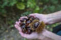 Collecting chestnuts Royalty Free Stock Photo