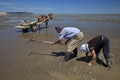 Collecting clams