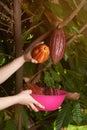 Collecting colorful cacao ready fruits