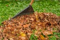 Collecting fallen leaves in the yard with a rake.
