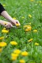 Collecting field dandelions for food, wild edible plants