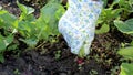 Collecting fresh organic radish outdoor. Sunlight. Homegrown harvest. Bright gloves