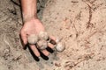 COLLECTING FRESH TURTLE EGGS TO BE TRANSFERRED TO A HATCHERY Royalty Free Stock Photo