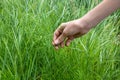 Collecting Healing Horsetail Herbs. Hand picking off medicinal herbs Equisetum arvense for making healthy tea or infusion. Wild Royalty Free Stock Photo