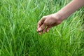 Collecting Healing Horsetail Herbs. Hand picking off medicinal herbs Equisetum arvense for making healthy tea or infusion. Wild Royalty Free Stock Photo