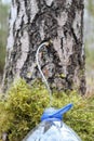 Collecting juice from birch tree Royalty Free Stock Photo