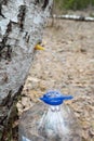 Collecting juice from birch tree Royalty Free Stock Photo