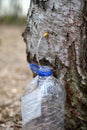 Collecting juice from birch tree Royalty Free Stock Photo