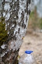 Collecting juice from birch tree Royalty Free Stock Photo