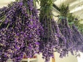 Collecting lavender in home garden, bunches hanging in garage to dry Royalty Free Stock Photo