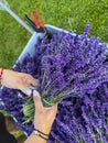 Collecting lavender in home garden, female hands