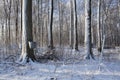 Collecting Maple Sap Royalty Free Stock Photo