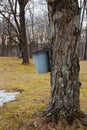 Collecting maple sap Royalty Free Stock Photo