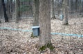 Collecting maple sap in the woods Royalty Free Stock Photo