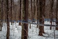 Collecting maple sap in spring Royalty Free Stock Photo