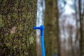 Collecting maple sap in spring Royalty Free Stock Photo