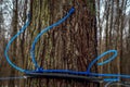 Collecting maple sap in spring Royalty Free Stock Photo