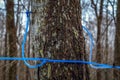 Collecting maple sap in spring Royalty Free Stock Photo