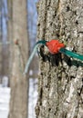 Collecting Maple Tree Sap Royalty Free Stock Photo