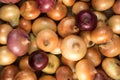 Collecting onions of different varieties: yellow, red and pink. Royalty Free Stock Photo