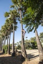 Collecting palm sugar in Myanmar.