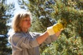 Collecting pine cones