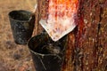 Collecting pine resin in buckets, closeup