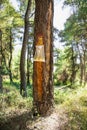 Collecting pine resin from a tree at Evia island. Evia , Greece Royalty Free Stock Photo