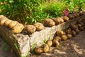 Collecting potatoes in the garden. Fresh white potatoes dug out of the ground lie on a concrete base Royalty Free Stock Photo