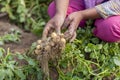 Collecting potatoes are showing a worker in Thakurgong, Bangladesh.