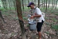 Collecting rubber tapping