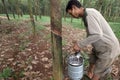 Collecting rubber tapping