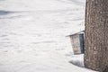 Collecting sap from a big maple tree