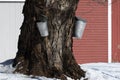 Collecting Sap On Old Maple Tree Near Red Barn in Maine Royalty Free Stock Photo