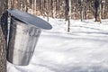 Collecting sap for traditional maple syrup production Royalty Free Stock Photo