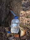 Collecting sap from trunk of maple tree to produce maple syrup. Sap dripping into a reused plastic bottle Royalty Free Stock Photo