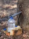 Collecting sap from trunk of maple tree to produce maple syrup. Sap dripping into a reused plastic bottle Royalty Free Stock Photo