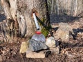 Collecting sap from trunk of maple tree to produce maple syrup. Sap dripping into a reused plastic bottle Royalty Free Stock Photo