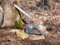 Collecting sap from trunk of maple tree to produce maple syrup. Sap dripping into a reused plastic bottle Royalty Free Stock Photo