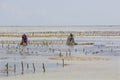 Collecting seaweed, Uroa Beach, Zanzibar, Tanzania