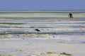 Collecting seaweed, Uroa Beach, Zanzibar, Tanzania