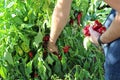Collecting some peppers Royalty Free Stock Photo