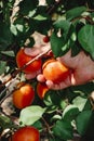 collecting some ripe apricots from an apricot tree Royalty Free Stock Photo