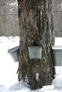 Collecting syrup from tree