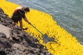 Collecting thousands of rubber ducks after a duck race on the harbor Royalty Free Stock Photo