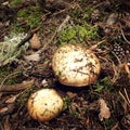 Collecting wild mushrooms vintage effect. Mushroom hunting - retro photo.