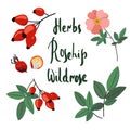 Collecting wild rose: branch of rose hip, dog rose berries, rosehip flowers and leaves. Cosmetic and medical plant