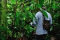 Collecting Yuca Royalty Free Stock Photo