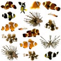 Collection of 17 tropical fish